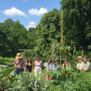 Chinesische Arzneitherapie - Chiway Studierende im Kräutergarten