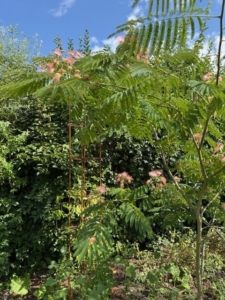Seidenbaum