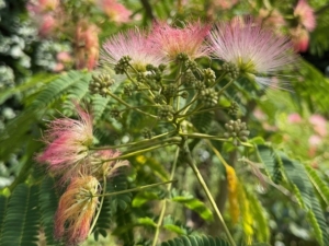 Seidenbaum Blüte Gross